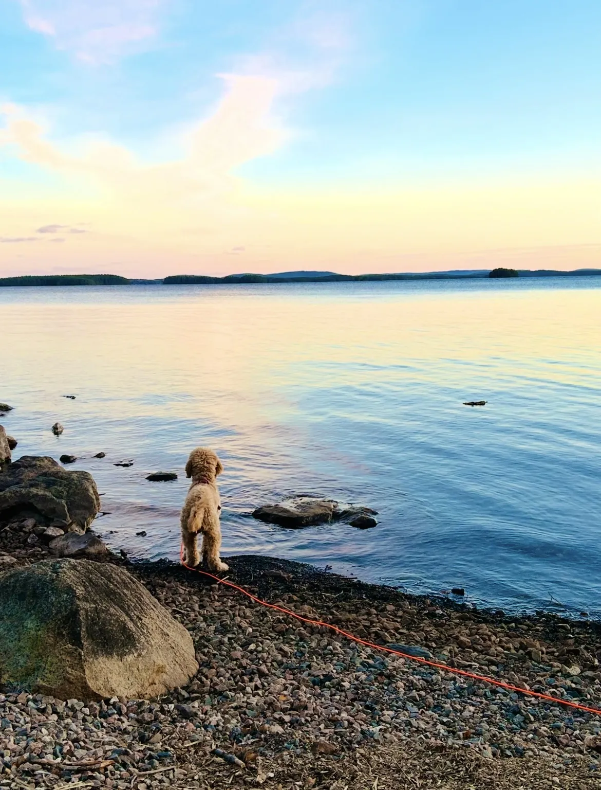 Hund vid vattnet i solnedgång